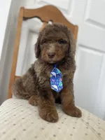 Thomas - large mini, a male Miniature Goldendoodle for sale in West Haven, CT – 8 of 10