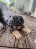 Falkner, a male Miniature Goldendoodle for sale in West Haven, CT – 7 of 10