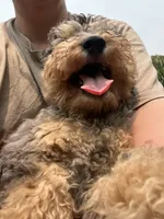 Falkner, a male Miniature Goldendoodle for sale in West Haven, CT – 6 of 8
