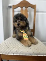 Falkner, a male Miniature Goldendoodle for sale in West Haven, CT – 10 of 10