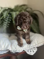 Byron, a male Miniature Goldendoodle for sale in West Haven, CT – 9 of 10