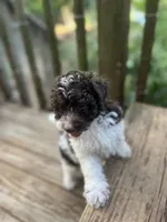 Bear, a male Miniature Goldendoodle for sale in West Haven, CT – 9 of 10