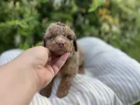 Alexander, a male Miniature Goldendoodle for sale in West Haven, CT – 5 of 10