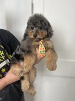 Falkner, a male Miniature Goldendoodle for sale in West Haven, CT – 9 of 10