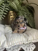 Brawly, a male Miniature Goldendoodle for sale in West Haven, CT – 7 of 10