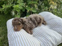 Alexander, a male Miniature Goldendoodle for sale in West Haven, CT – 9 of 10