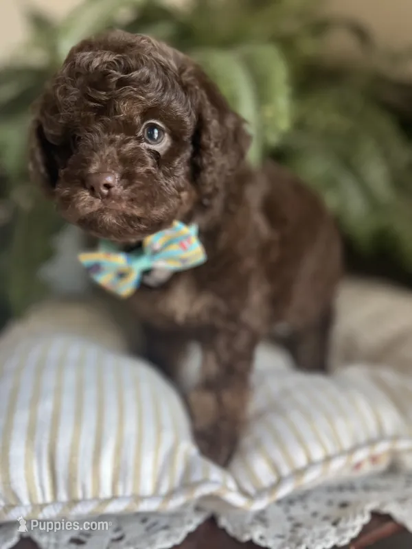 Byron – Miniature Goldendoodle puppy for sale in West Haven, CT