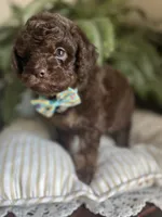 Byron, a male Miniature Goldendoodle for sale in West Haven, CT – 1 of 10