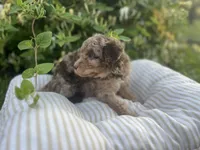 Red, a male Miniature Goldendoodle for sale in West Haven, CT – 8 of 10