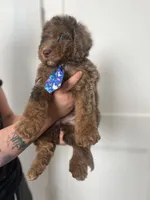 Thomas - large mini, a male Miniature Goldendoodle for sale in West Haven, CT – 4 of 10