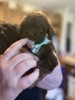 Byron, a male Miniature Goldendoodle for sale in West Haven, CT – 5 of 10