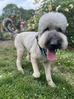 Loki - Neutered, a male Goldendoodle for sale in West Haven, CT – 3 of 10