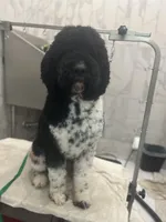 Boyd - XL, a male Goldendoodle for sale in West Haven, CT – Photo 1 of 5