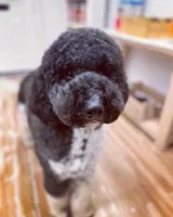 Boyd - XL, a male Goldendoodle for sale in West Haven, CT – Photo 4 of 5