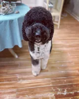 Boyd - XL, a male Goldendoodle for sale in West Haven, CT – Photo 2 of 5