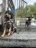Falkner, a male Miniature Goldendoodle for sale in West Haven, CT – 8 of 8