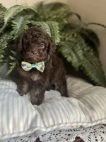 Byron, a male Miniature Goldendoodle for sale in West Haven, CT – 10 of 10