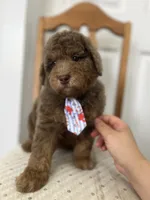 John - large mini, a male Miniature Goldendoodle for sale in West Haven, CT – 4 of 10