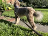 Lorikeet, a female Goldendoodle for sale in West Haven, CT – 6 of 10