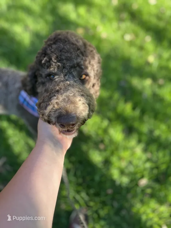 Egret – Goldendoodle puppy for sale in West Haven, CT