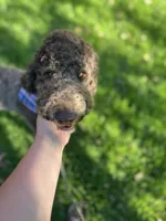Egret, a female Goldendoodle for sale in West Haven, CT – 2 of 10