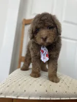 John - large mini, a male Miniature Goldendoodle for sale in West Haven, CT – 2 of 10