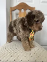 Red, a male Miniature Goldendoodle for sale in West Haven, CT – 10 of 10