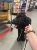 Valentino, a male Goldendoodle for sale in West Haven, CT – 2 of 10