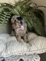 Brawly, a male Miniature Goldendoodle for sale in West Haven, CT – 6 of 10