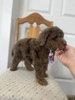John - large mini, a male Miniature Goldendoodle for sale in West Haven, CT – 10 of 10