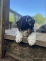 Bear, a male Miniature Goldendoodle for sale in West Haven, CT – 10 of 10