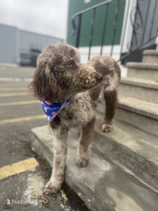 Lorikeet – Goldendoodle puppy for sale in West Haven, CT