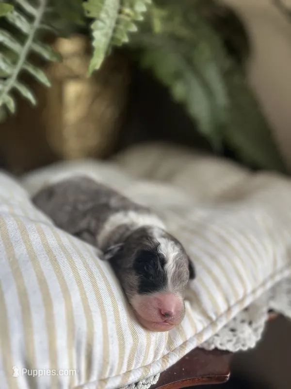 William - large mini – Miniature Goldendoodle puppy for sale in West Haven, CT