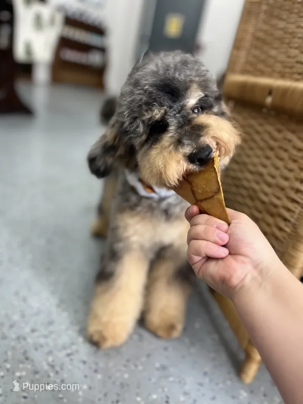 Falkner LOVES kids – Miniature Goldendoodle puppy for sale in West Haven, CT