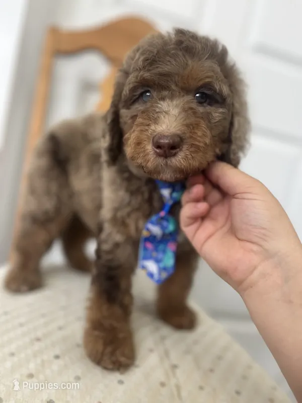 Thomas - large mini – Miniature Goldendoodle puppy for sale in West Haven, CT