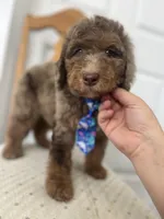 Thomas - large mini, a male Miniature Goldendoodle for sale in West Haven, CT – 1 of 10