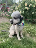 Loki - Neutered, a male Goldendoodle for sale in West Haven, CT – 7 of 10