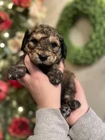 Spyro - Multigen, a male Goldendoodle for sale in West Haven, CT – Photo 8 of 10