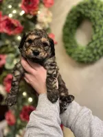 Spyro - Multigen, a male Goldendoodle for sale in West Haven, CT – Photo 10 of 10