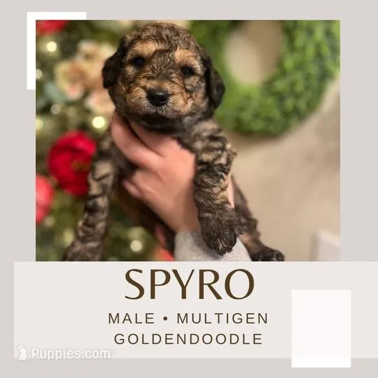 Spyro - Multigen, a male Goldendoodle for sale in West Haven, CT – Photo 1 of 10