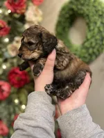 Spyro - Multigen, a male Goldendoodle for sale in West Haven, CT – Photo 6 of 10