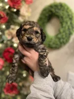 Spyro - Multigen, a male Goldendoodle for sale in West Haven, CT – Photo 5 of 10