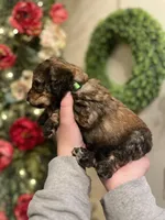 Spyro - Multigen, a male Goldendoodle for sale in West Haven, CT – Photo 2 of 10