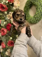 Spyro - Multigen, a male Goldendoodle for sale in West Haven, CT – Photo 4 of 10