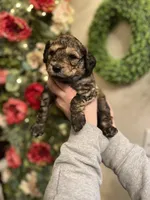 Spyro - Multigen, a male Goldendoodle for sale in West Haven, CT – Photo 7 of 10