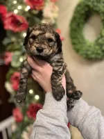 Spyro - Multigen, a male Goldendoodle for sale in West Haven, CT – Photo 9 of 10