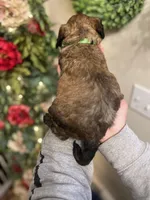 Spyro - Multigen, a male Goldendoodle for sale in West Haven, CT – Photo 3 of 10