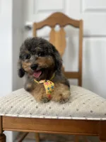 Falkner, a male Miniature Goldendoodle for sale in West Haven, CT – 6 of 10