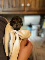 Brawly, a male Miniature Goldendoodle for sale in West Haven, CT – 5 of 10