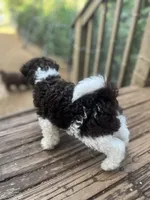 Bear, a male Miniature Goldendoodle for sale in West Haven, CT – 7 of 10
